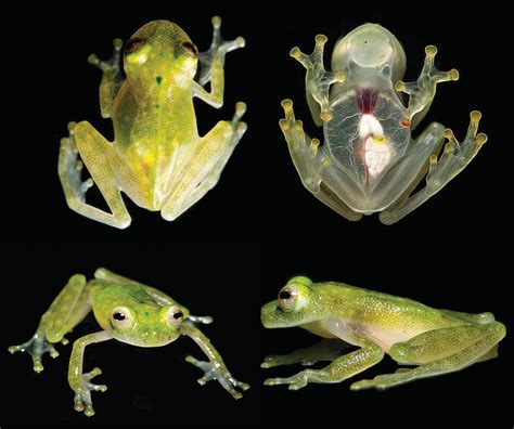  Glass Frog: Una Maravilla Translúcida Que Te Dejará Atónito Con Su Curiosa Piel