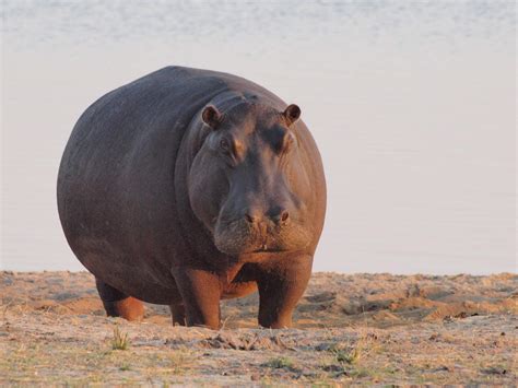 Hipopótamo: ¿Un gigante acuático que disfruta de los baños de sol y una dieta vegetal peculiar?