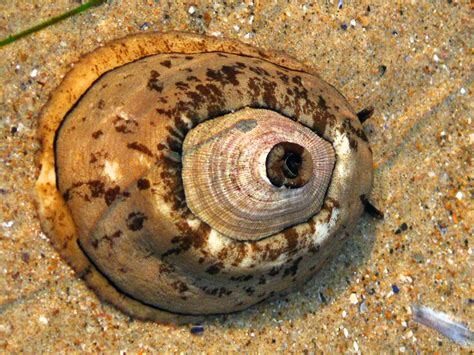  Keyhole Limpet: Can You Believe This Snail Lives in a Perfectly Round Shell Like a Tiny Door?