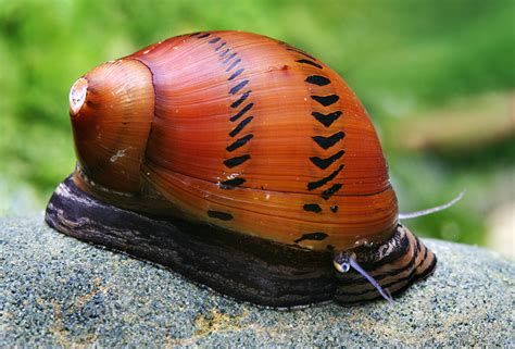  Nerites! ¡Contemple las Maravillas Biológicas de Este Animal Colonial y su Espectáculo Lumínico Subacuático!