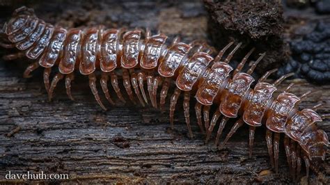  Woolly Millipede: An Unassuming Armored Creature Lurking Beneath the Forest Floor!