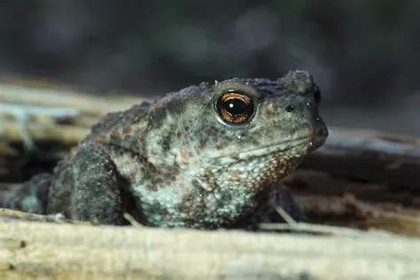  Bufo Bufo: ¿Un anfibio de patas cortas que puede saltar grandes distancias?