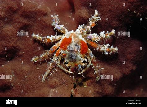  Dama Crab Spider: Un Explorador Intrépido que Usa la Camuflaje como Arma Secreta para Atrapar a Sus Desventurados Desayuno!