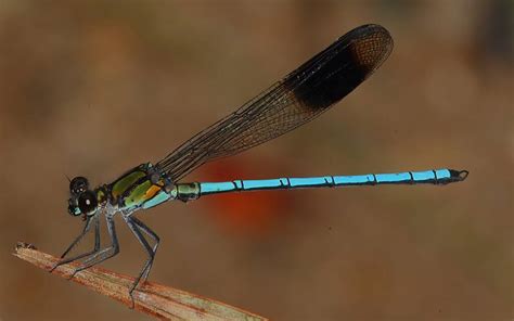  Damselfly, ¡Un Maestro del Aire con Alas de Vidrio que Brillan al Sol!