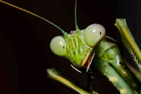  ¿Conoces el fascinante mundo de la Mantis religiosa y su implacable caza?