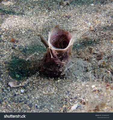  Kirkpatrickia: ¡Un pequeño monstruo del mar que te dejará boquiabierto con sus increíbles tentáculos retráctiles!