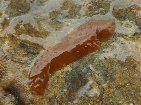  Leptoplana! Un gusano plano que se alimenta de algas marinas y tiene la capacidad de regenerarse