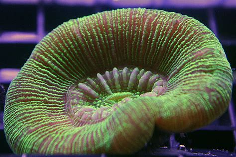  Mussidae: ¡Un Coral Que Se Abarrota De Plancton Con Una Elegancia Casi Desconcertante!