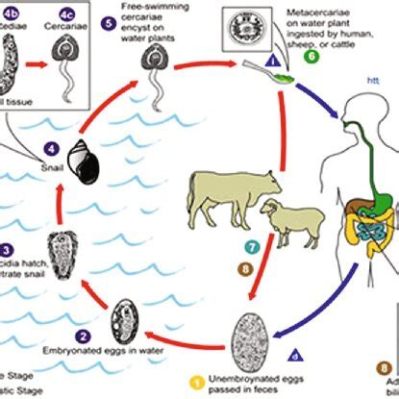  Neodermae: ¡Un gusano trematodo que vive una vida doble!