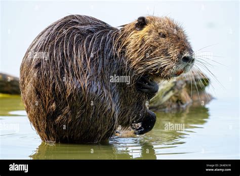  Nutria: ¿Un roedor semiacuático que podría convertirse en tu nuevo mejor amigo?