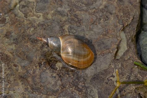  Trocha! ¿Descubre Este Molusco De Agua Dulce Que Respira Con Un Pulmón?