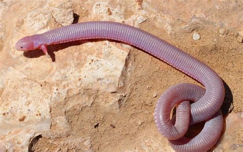 Worm Lizard ¡Descubra el curioso reptil que se asemeja tanto a una lombriz que puede engañar a los expertos más avezados!