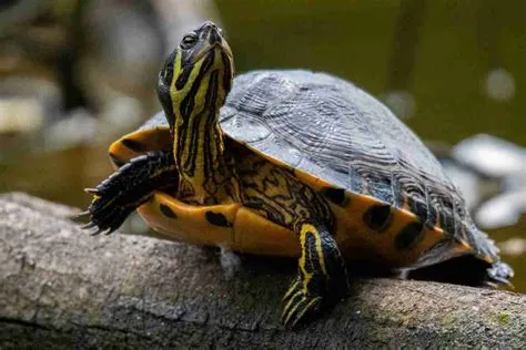  Yellow-Bellied Slider: ¿Un Maestro del Disfraz acuático con una Panza que grita ¡Cuidado!?