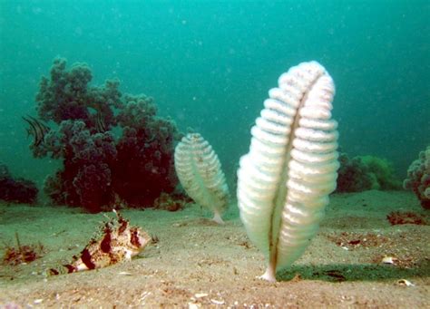  Yellow Sea Pens ¡Una colonia vibrante que baila con las olas!